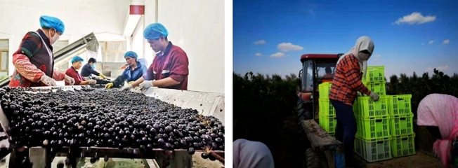 國產(chǎn)葡萄酒質(zhì)量已走向世界被圍觀,價(jià)格高居不下如何破局?