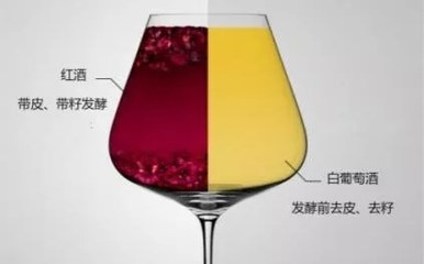 阿聰選酒告訴你是什么讓白、紅葡萄酒變得如此不同
